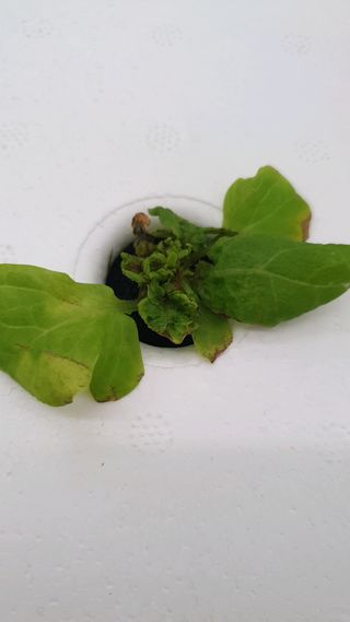 이영노님의 기타작물 · 병해충상담 작성글 사진