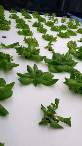 이영노님의 기타작물 · 병해충상담 작성글 사진