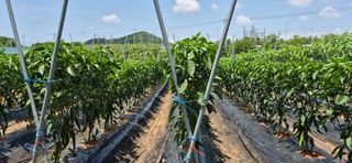 친정집같은언니님의 고추 · 영농일지 작성글 사진