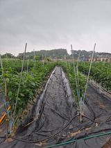 팜모닝 고추·영농일지 게시글 이미지