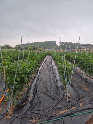 정분님의 고추 · 영농일지 작성글 사진