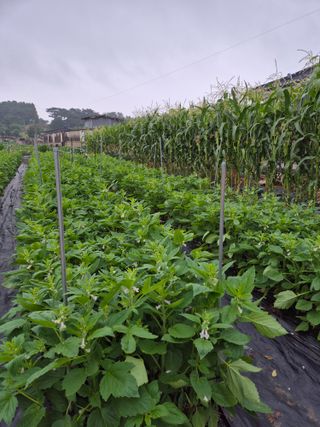 정분님의 고추 · 영농일지 작성글 사진