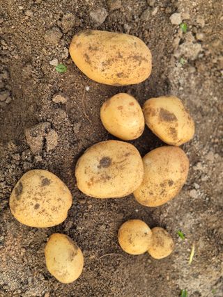 초보농부님의 감자 · 영농일지 작성글 사진