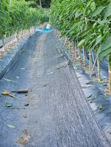 팜모닝 고추·영농일지 게시글 이미지