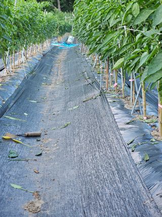 초짜농부님의 고추 · 영농일지 작성글 사진