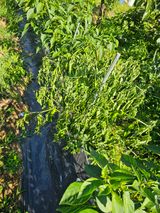 팜모닝 고추·병해충상담 게시글 이미지