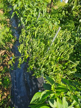 일하는손님의 고추 · 병해충상담 작성글 사진