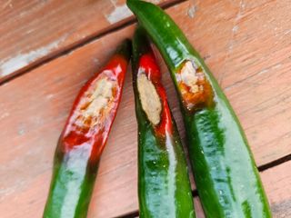 연모 자연의행복님의 고추 · 병해충상담 작성글 사진