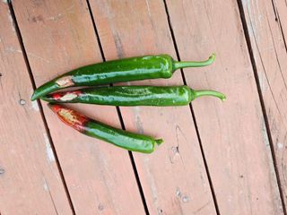 연모 자연의행복님의 고추 · 병해충상담 작성글 사진