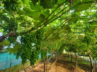 고구마19676님의 포도 · 영농일지 작성글 사진