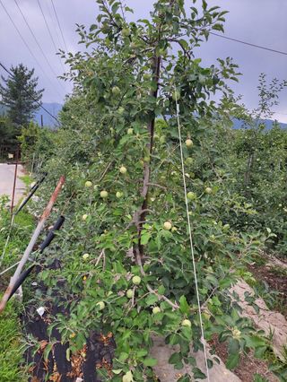 오금식(대청농원)님의 사과 · 영농일지 작성글 사진