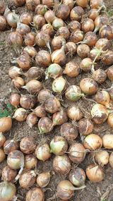 팜모닝 감자·영농일지 게시글 이미지