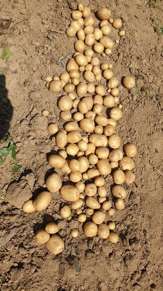 마늘양파참님의 감자 · 영농일지 작성글 사진