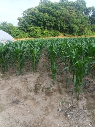 이상근 님의 옥수수 · 영농일지 작성글 사진