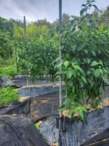 팜모닝 고추·영농일지 게시글 이미지