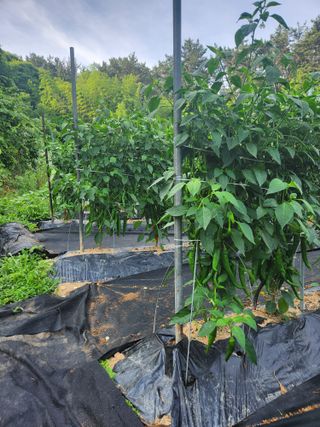 이덕우님의 고추 · 영농일지 작성글 사진