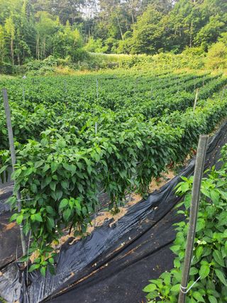 이덕우님의 고추 · 영농일지 작성글 사진