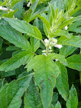 김영민님의 참깨 · 영농일지 작성글 사진