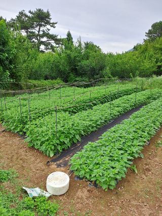 김영민님의 참깨 · 영농일지 작성글 사진