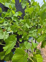 팜모닝 자유주제·자유게시판 게시글 이미지