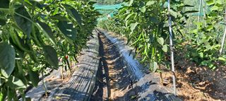 장준재님의 고추 · 영농일지 작성글 사진