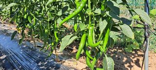 장준재님의 고추 · 영농일지 작성글 사진