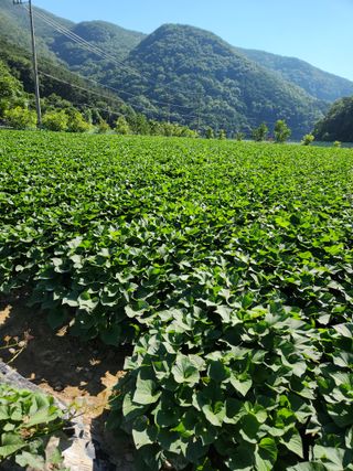농군님의 고구마 · 영농일지 작성글 사진