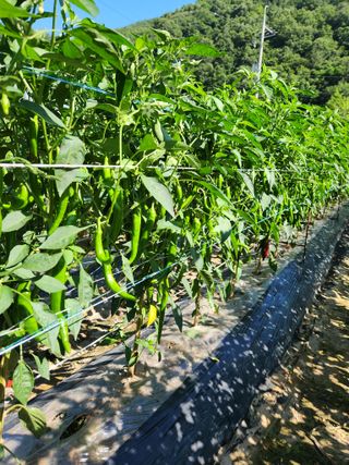 농군님의 고구마 · 영농일지 작성글 사진