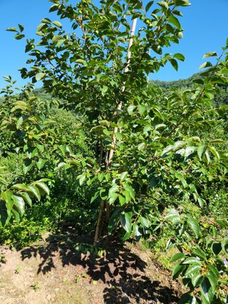 농군님의 고구마 · 영농일지 작성글 사진