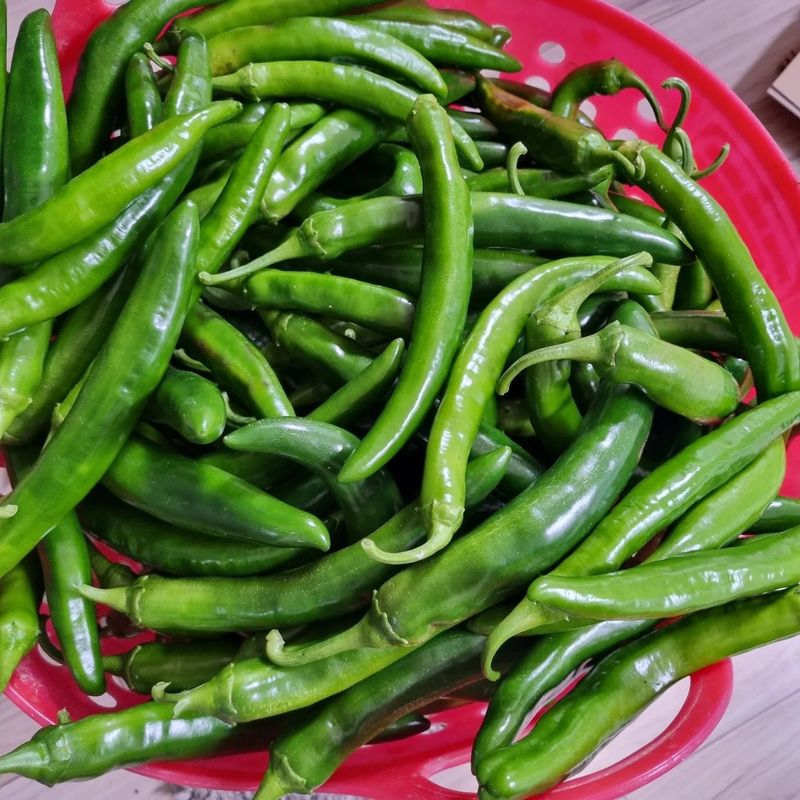 훈&팜님의 장터 판매 상품 [미인고추풋고추 500g] 첨부 사진