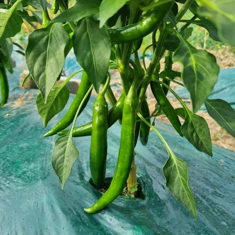 훈&팜님의 장터 판매 상품 [미인고추풋고추 500g] 첨부 사진