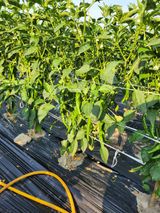 팜모닝 고추·영농일지 게시글 이미지