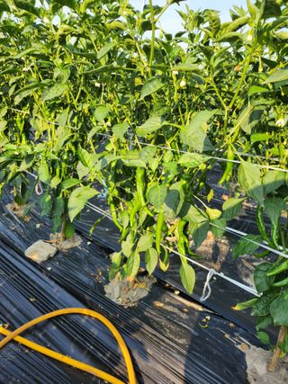 김창순님의 고추 · 영농일지 작성글 사진