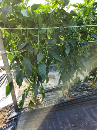 김창순님의 고추 · 영농일지 작성글 사진