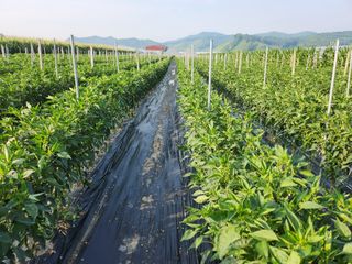 김창순님의 고추 · 영농일지 작성글 사진