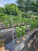 팜모닝 고추·영농일지 게시글 이미지