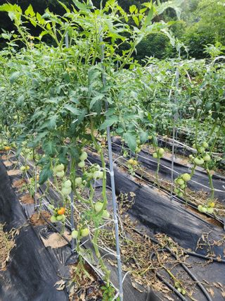 예은농장님의 고추 · 영농일지 작성글 사진