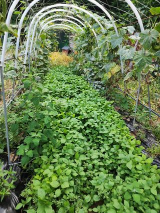 예은농장님의 고추 · 영농일지 작성글 사진