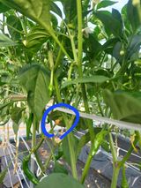 팜모닝 고추·병해충상담 게시글 이미지