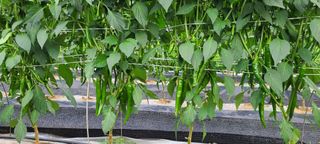 잿고개님의 자유주제 · 자유게시판 작성글 사진