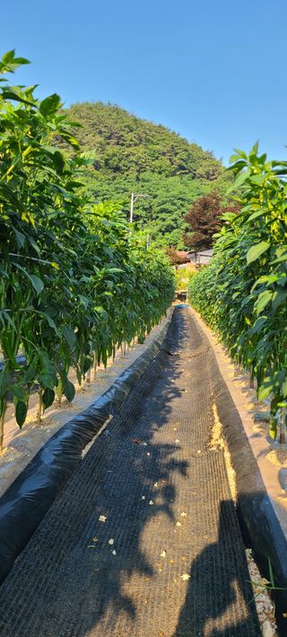 잿고개님의 자유주제 · 자유게시판 작성글 사진