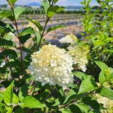 팜모닝 자유주제·자유게시판 게시글 이미지