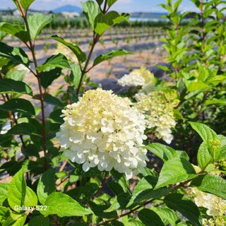 우리꽃님의 자유주제 · 자유게시판 작성글 사진