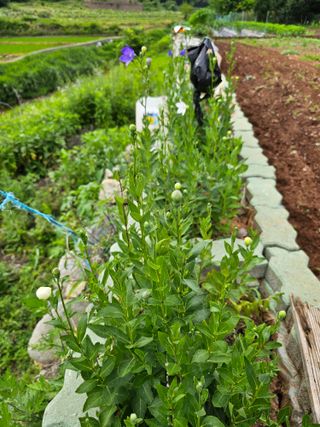 포도21806님의 자유주제 · 자유게시판 작성글 사진