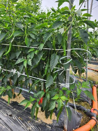 진기섭님의 고추 · 영농일지 작성글 사진