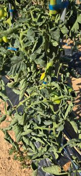 팜모닝 토마토·병해충상담 게시글 이미지