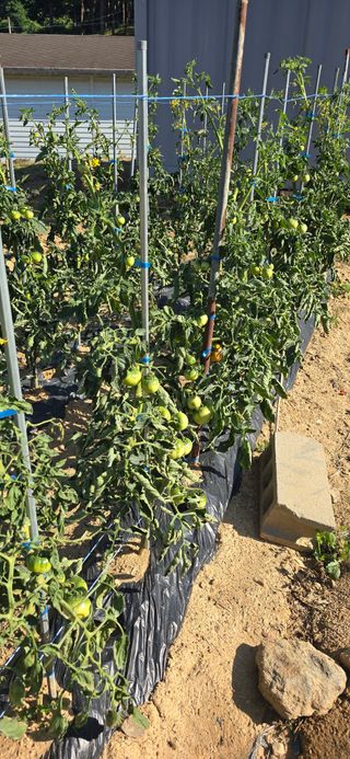 돌멩이님의 토마토 · 병해충상담 작성글 사진