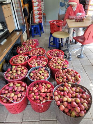 유병선(김천자두)님의 자유주제 · 자유게시판 작성글 사진