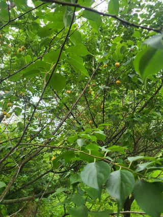 선식물원.선조경.이선님의 자유주제 · 자유게시판 작성글 사진
