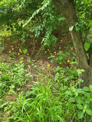 선식물원.선조경.이선님의 자유주제 · 자유게시판 작성글 사진